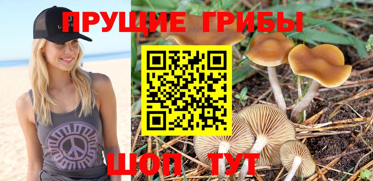 Галлюциногенные грибы прущие грибы  Галлюциногенные грибы мицелий  Канск  Вход с VPN 